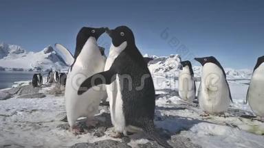 特写企鹅<strong>拍打翅膀</strong>。 南极洲。
